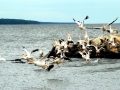 White Pelican