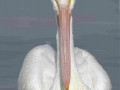 White Pelican