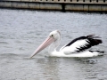 White Pelican