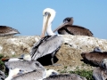 White Pelican