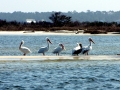 White Pelican