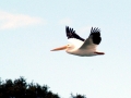 White Pelican