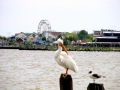 White Pelican