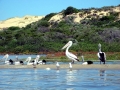 White Pelican