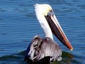 White Pelican