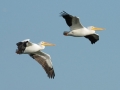 White Pelican