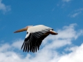 white_Pelican