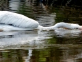 White Pelican