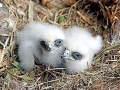 White-tailed Sea Hawk