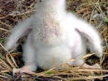 White-tailed Sea Hawk