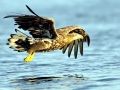White-tailed Sea Hawk