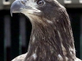 White-tailed Sea Hawk