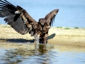 White-tailed Sea Hawk