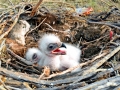White-tailed Sea Hawk