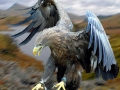 White-tailed Sea Hawk