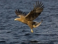 White-tailed Sea Hawk