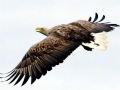 White-tailed Sea Hawk