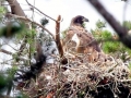 White-tailed Sea Hawk