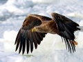 White-tailed Sea Hawk