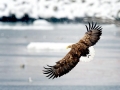 White-tailed Sea Hawk