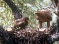 White-tailed Sea Hawk