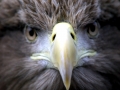 White-tailed Sea Hawk