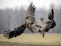 White-tailed Sea Hawk