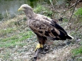 White-tailed Sea Hawk