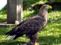 White-tailed Sea Hawk