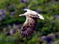 White-tailed Sea Hawk