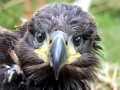 White-tailed Sea Hawk