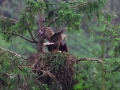 White-tailed Sea Hawk