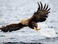 White-tailed Sea Hawk
