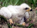White-tailed Sea Hawk