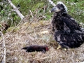 White-tailed Sea Hawk