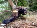 White-tailed Sea Hawk