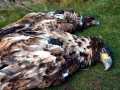 White-tailed Sea Hawk