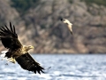 White-tailed Sea Hawk