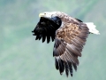 White-tailed Sea Hawk