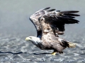 White-tailed Sea Hawk