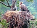 White-tailed Sea Hawk
