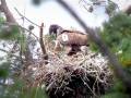 White-tailed Sea Hawk