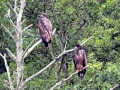 White-tailed Sea Hawk