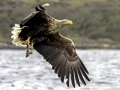 White-tailed Sea Hawk