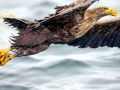 White-tailed Sea Hawk