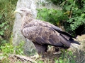 White-tailed Sea Hawk
