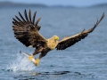 White-tailed Sea Hawk