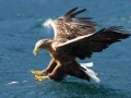 White-tailed Sea Hawk