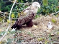White-tailed Sea Hawk