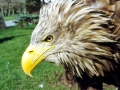 White-tailed Sea Hawk
